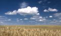 The wheat fields nearby the house.